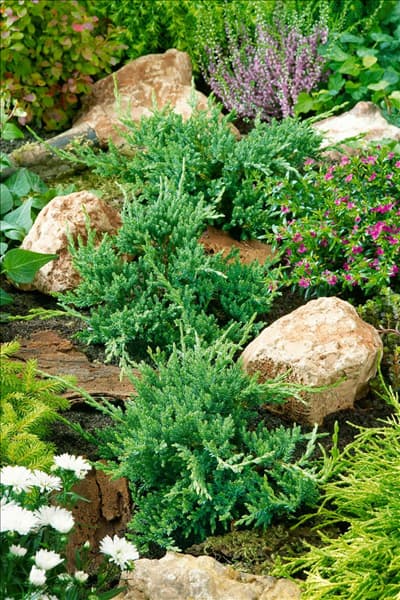 Juniperus horizontalis Prince of Wales