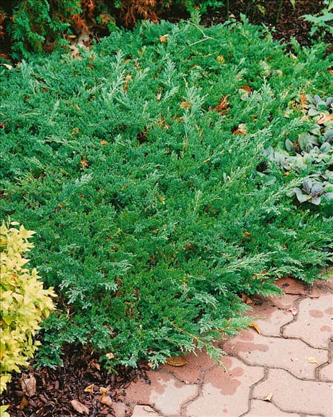 Juniperus horizontalis Prince of Wales