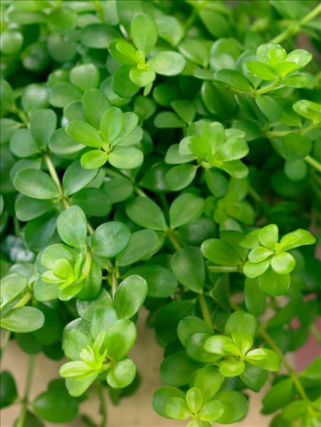 Peperomia deppeana