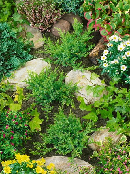 Juniperus sabina Rockery Gem
