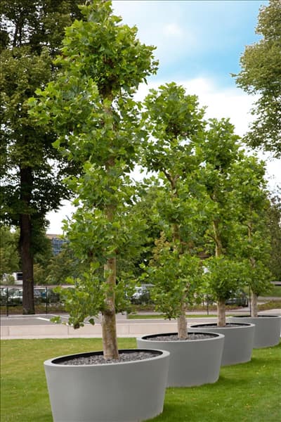 Platanus x hispanica