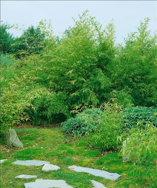 Phyllostachys aurea