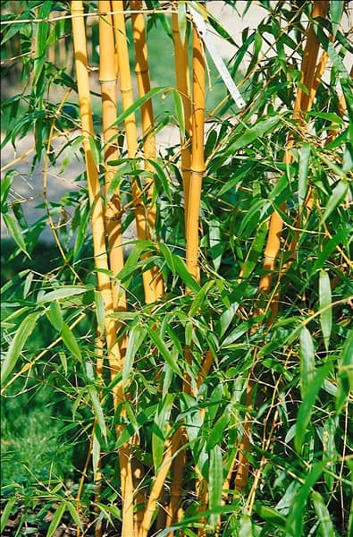 Phyllostachys aurea
