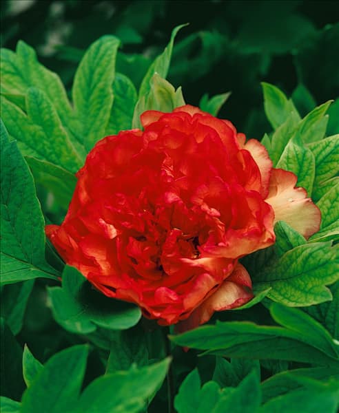 PAEONIA SUFFRUTICOSA SATIN ROUGE