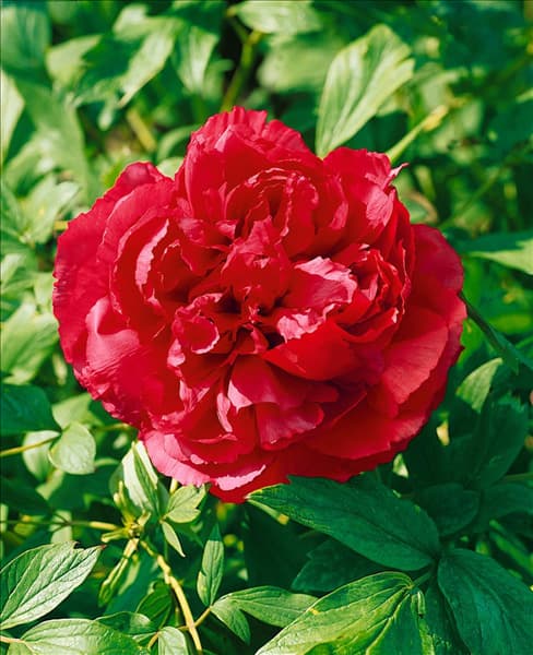 PAEONIA X SUFFRUTICOSA MME. ANDRE DEVILLERS