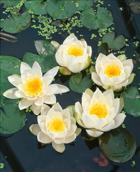 Nymphaea Alba