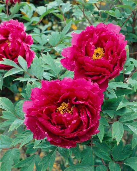 Paeonia suffruticosa red