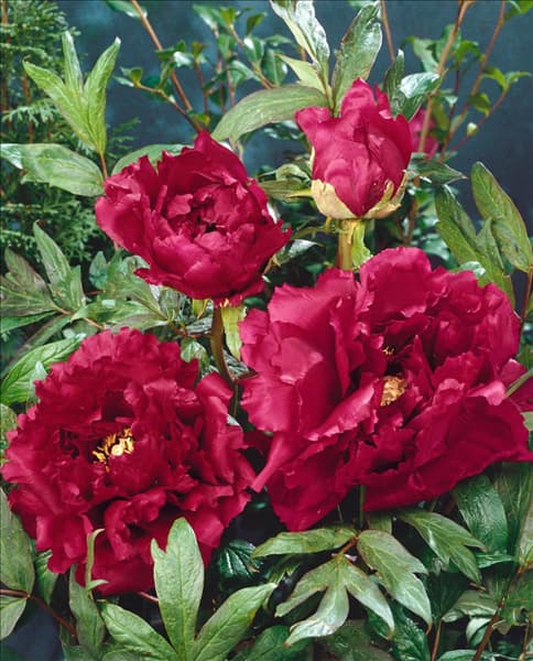 PAEONIA X SUFFRUTICOSA
