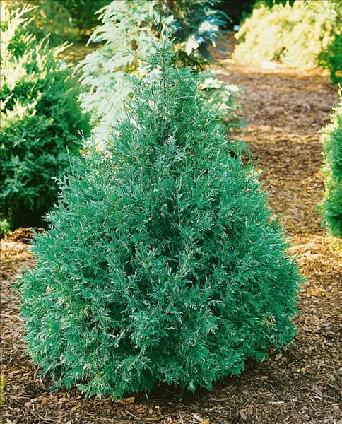 Platycladus orientalis Wonsdyke Silver