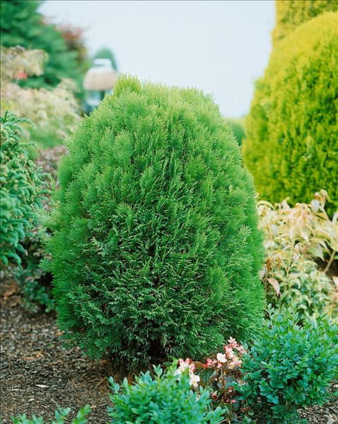 Platycladus orientalis Minima Glauca