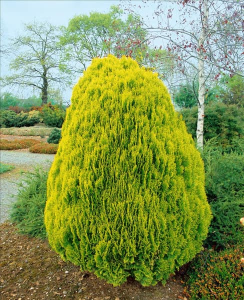 Platycladus orientalis Aurea Nana