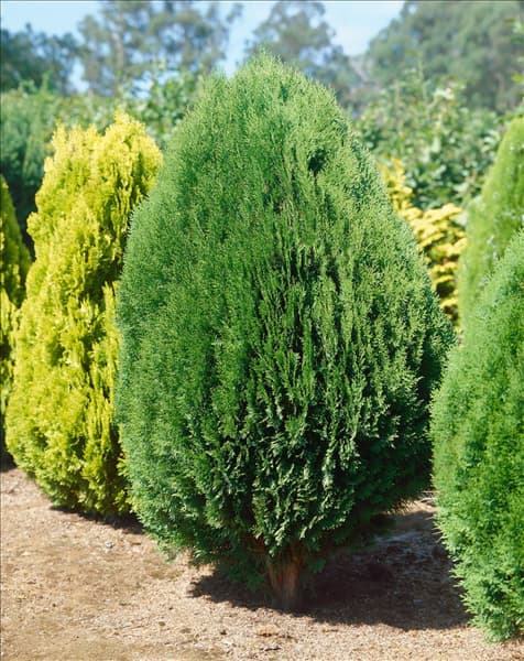 Platycladus orientalis