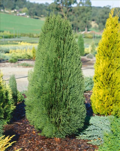 Platycladus orientalis Cedar Lodge