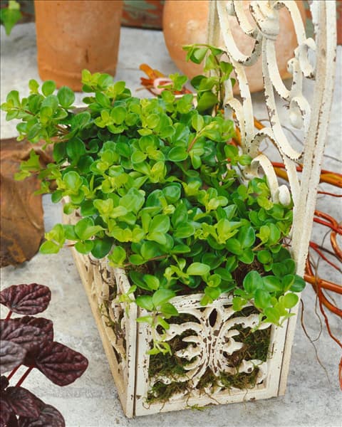 Peperomia rotundifolia