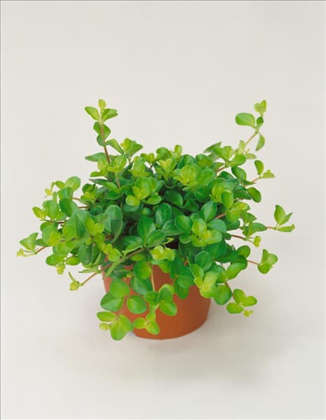 Peperomia rotundifolia