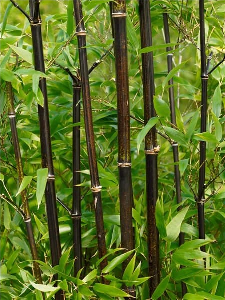 Phyllostachys nigra