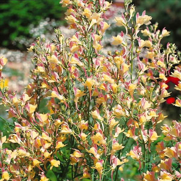 LINARIA PURPUREA WINFIELD'S DELIGHT