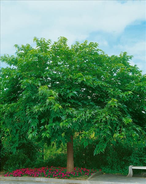 Morus alba var. alba