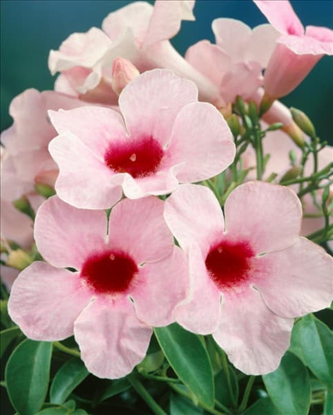 Pandorea jasminoides