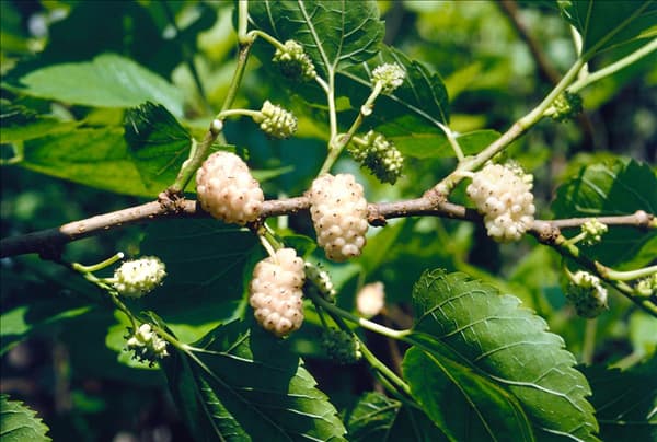 MORUS ALBA