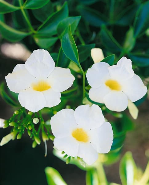 Pandorea jasminoides Lady Di
