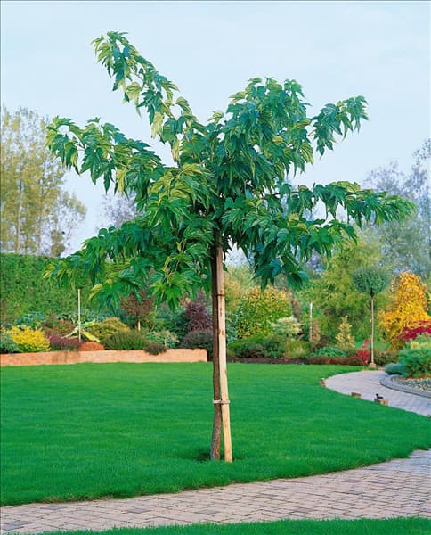Morus alba var. alba