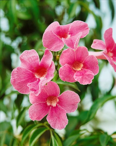 Pandorea jasminoides