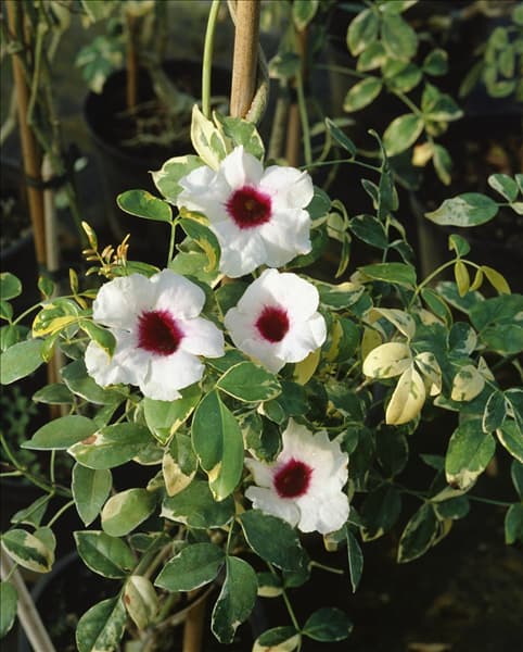 Pandorea jasminoides Variegata