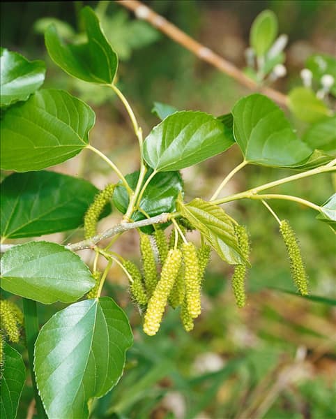 MORUS ALBA