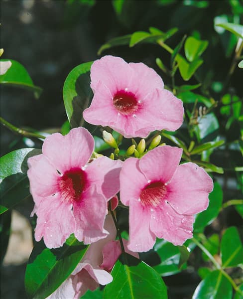 Pandorea jasminoides Rosea
