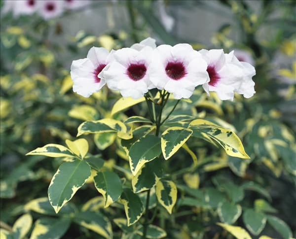 Pandorea jasminoides Variegata