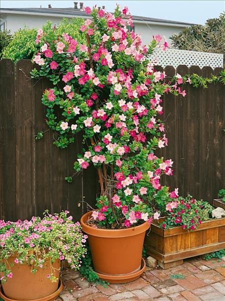 Pandorea jasminoides