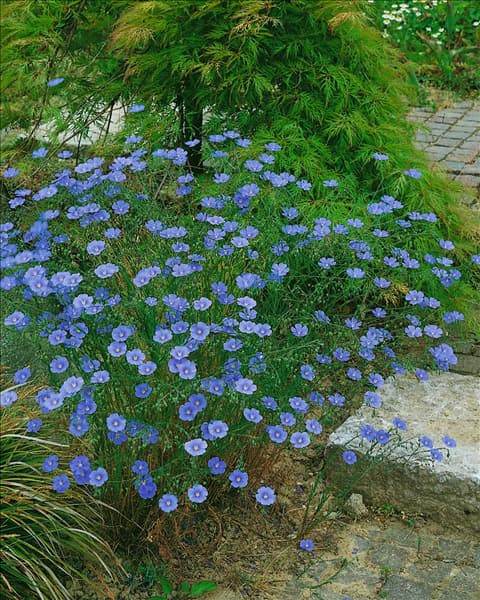 LINUM PERENNE / SAPHIR