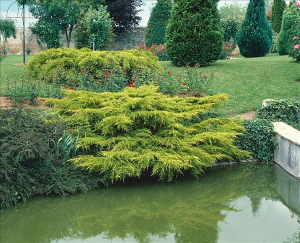 Juniperus x pfitzeriana Pfitzeriana Aurea