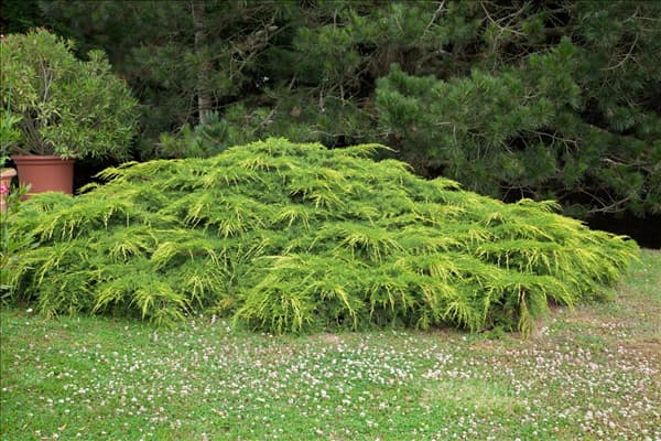Juniperus x pfitzeriana Pfitzeriana Aurea