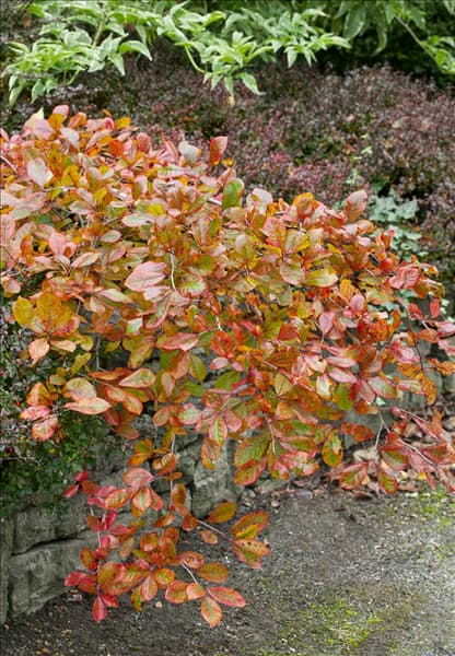 Nyssa sylvatica Autumn Cascades