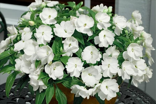 Impatiens New Guinea Divine White