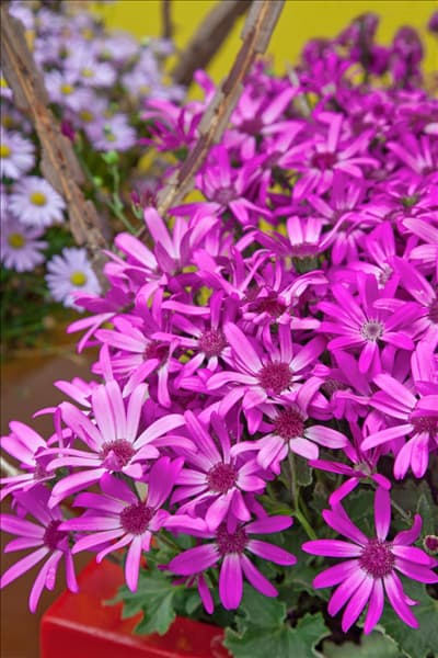 Pericallis Senetti Magenta Delight