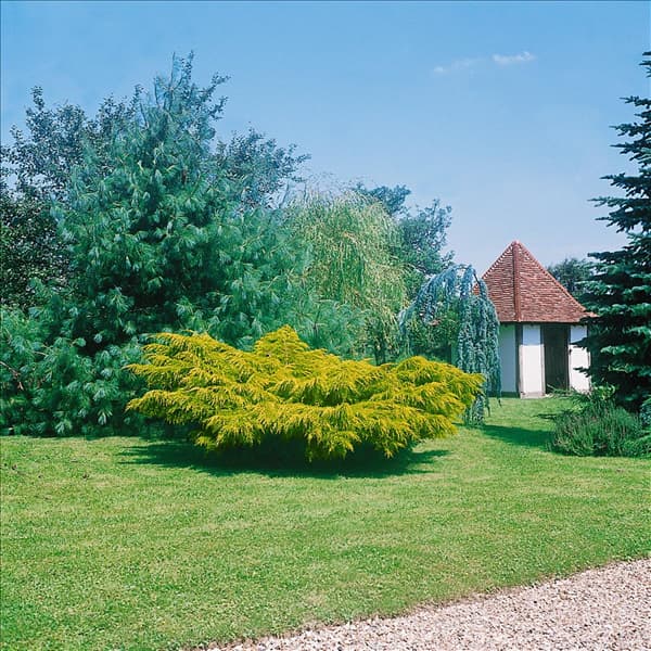 Juniperus x pfitzeriana Pfitzeriana Aurea