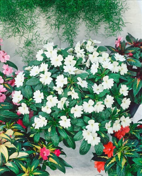 IMPATIENS NEW GUINEA / POT / TOPF / WHITE
