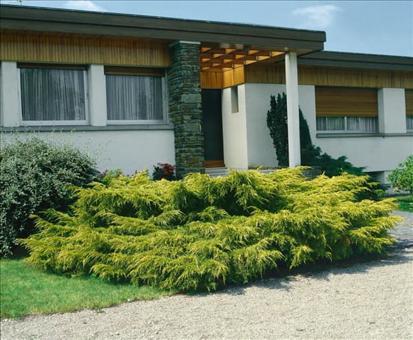 Juniperus x pfitzeriana Pfitzeriana Aurea