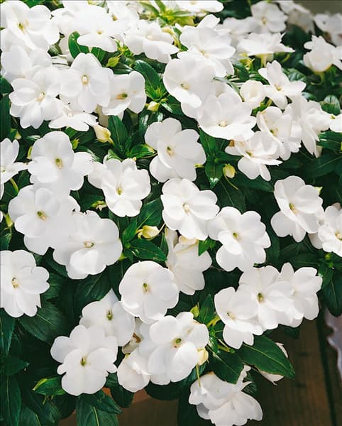 IMPATIENS CELEBRATION FROST WHITE NEW
