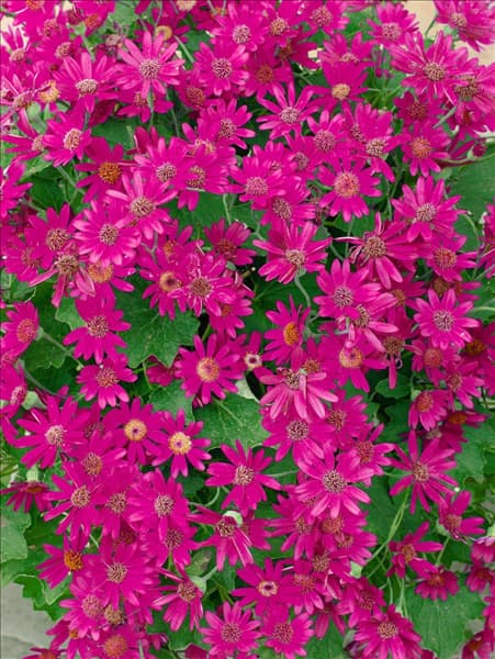 Pericallis Senetti Baby Magenta