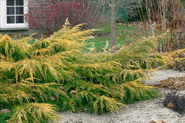 Juniperus x pfitzeriana Pfitzeriana Aurea