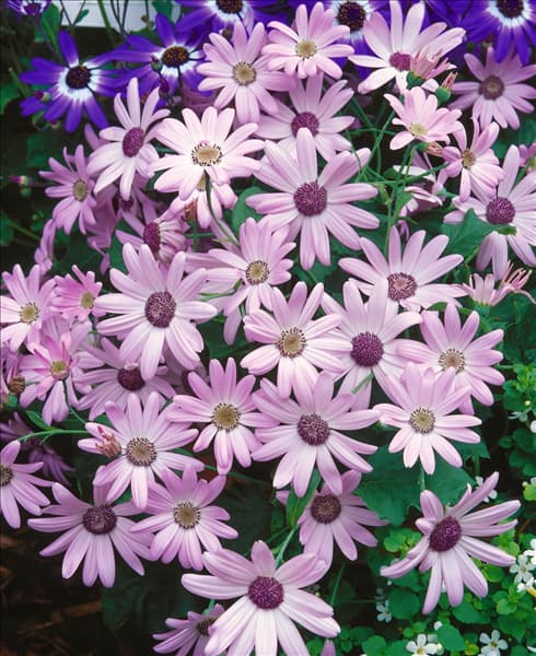 Pericallis Senetti Pastel Pink