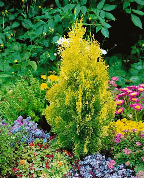 Platycladus orientalis Pyramidalis Aurea