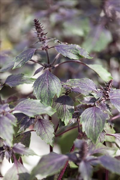 Ocimum basilicum Wild Magic