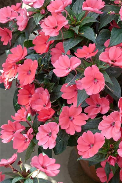 Impatiens SunPatiens ® Compact Coral