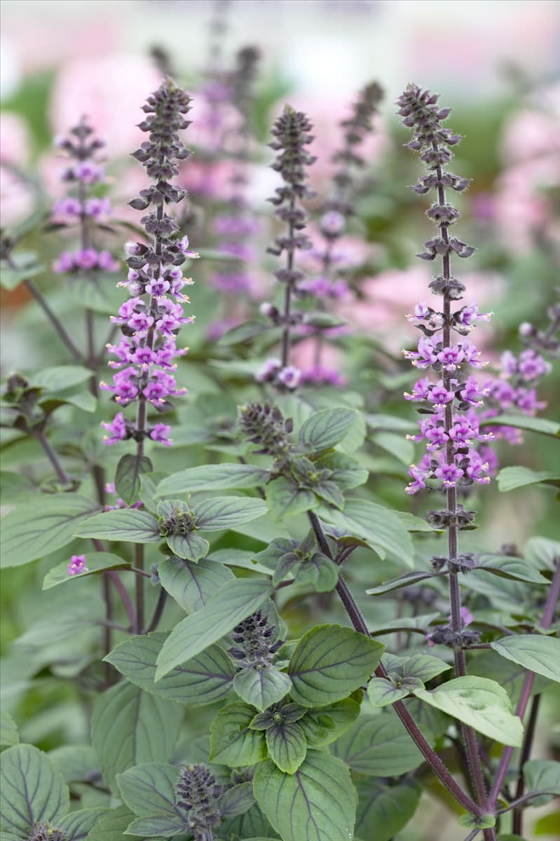 Ocimum basilicum Magic Mountain