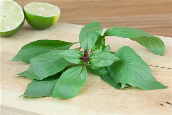 Ocimum basilicum Cinnamon